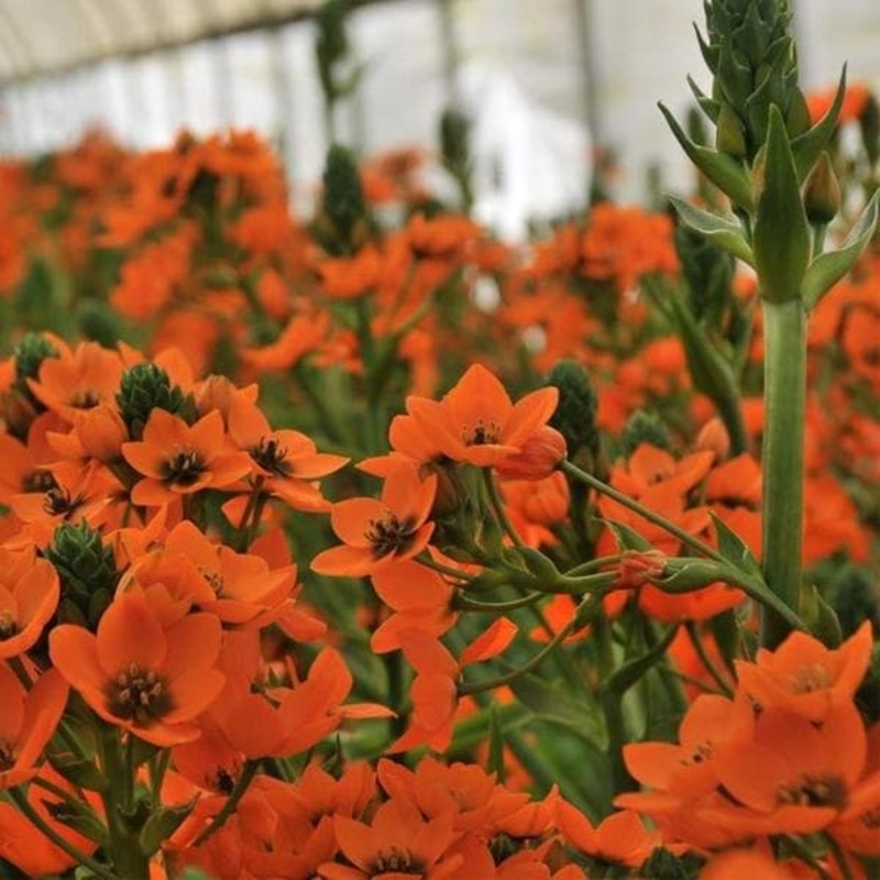 Chincherinchee, Ornithogalum (Orange) – Bulbs