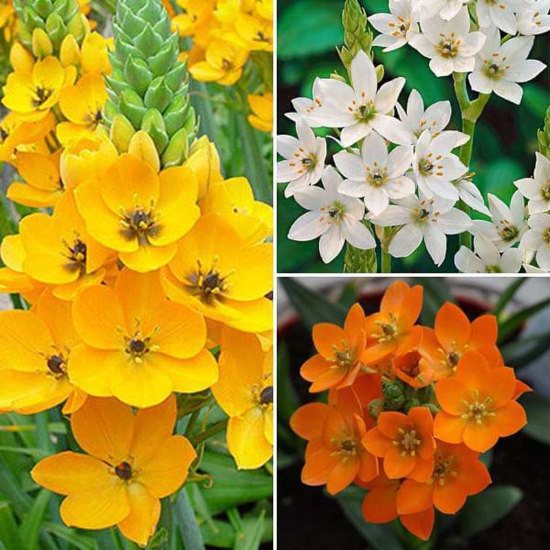 Chincherinchee, Ornithogalum (Random Colors) – Bulbs
