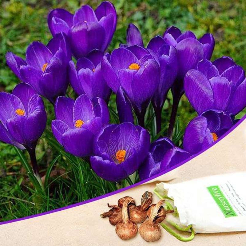 Crocus Flower Record (Purple) – Bulbs