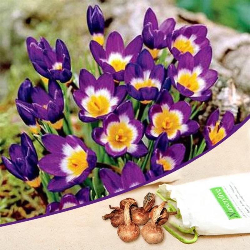 Crocus Siberi Tricolour (Purple, White, Yellow)- Bulbs (set of 5)