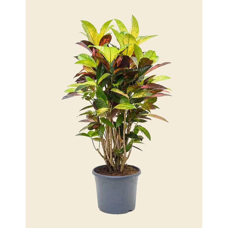 Croton Codiaeum Iceton