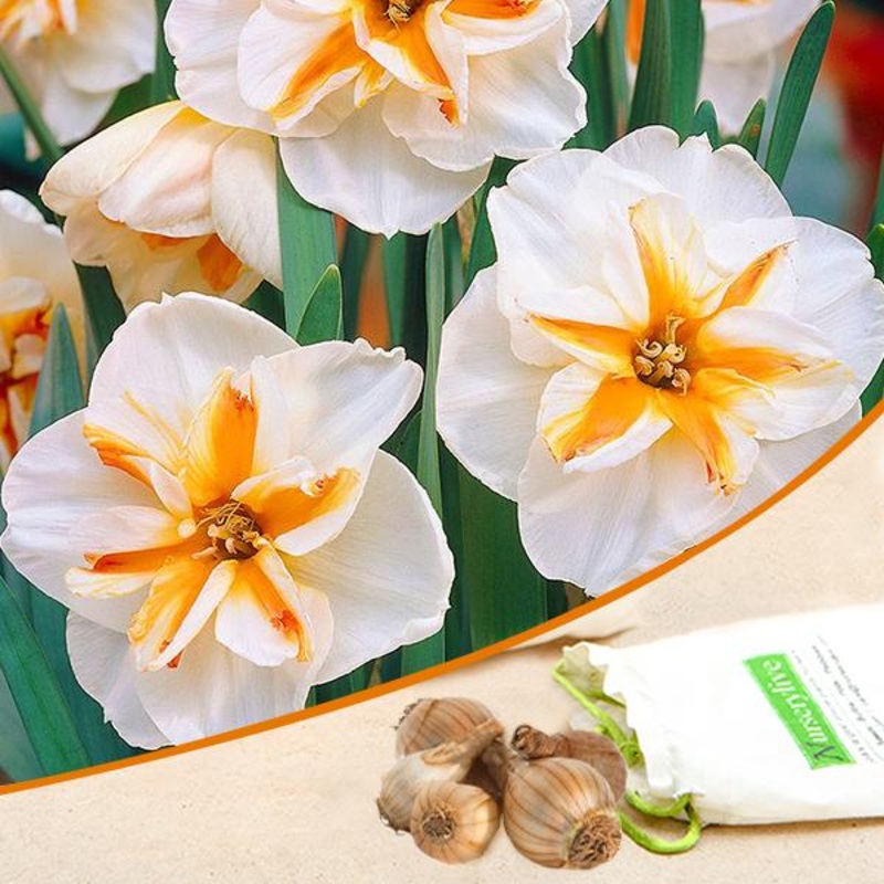 Daffodil Broadway Star (White) – Bulbs (set of 5)