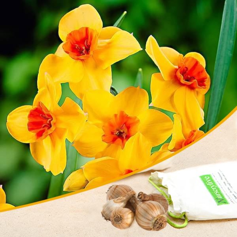 Daffodil Estremadura, Narcissus Falconet (Yellow) – Bulbs (set of 5)