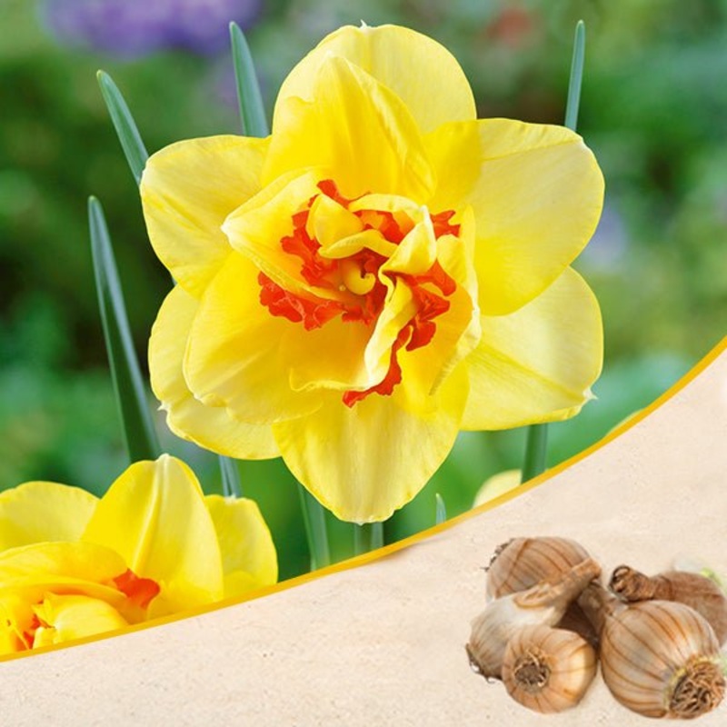 Daffodil Tahiti (Yellow, Orange) – Bulbs