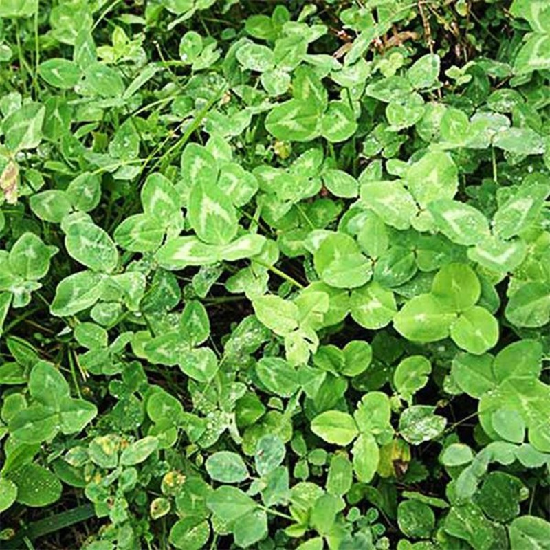 Durana White Clover – 0.5 kg Seeds