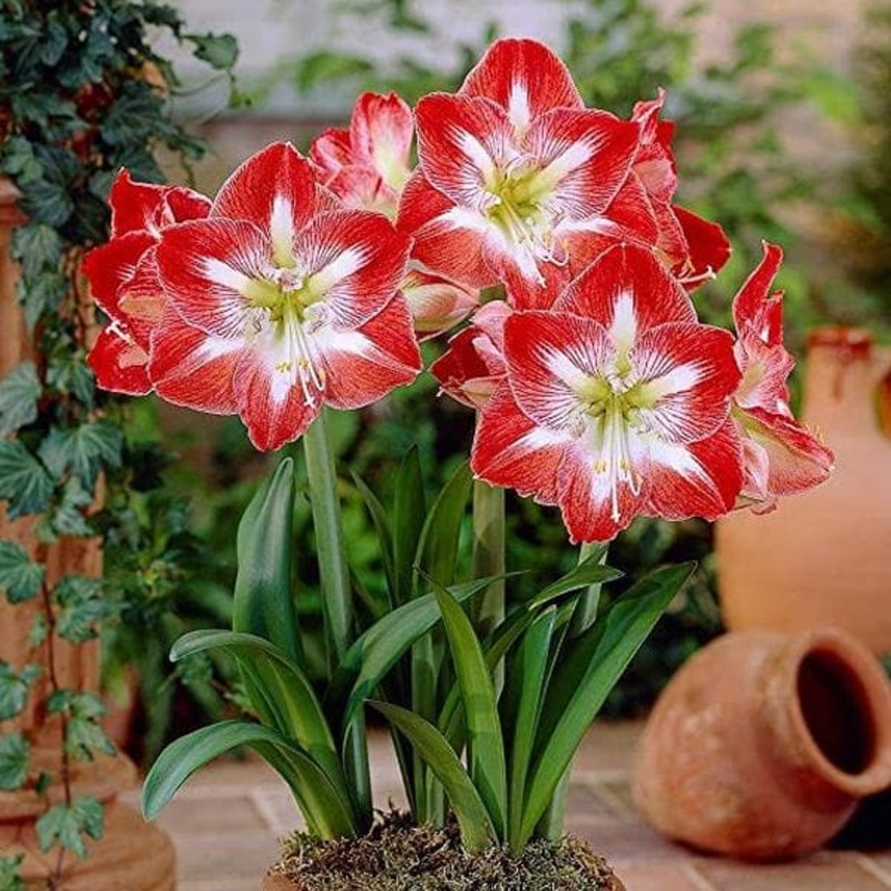Dutch Amaryllis (Mix Colors) – Bulbs (set of 5)