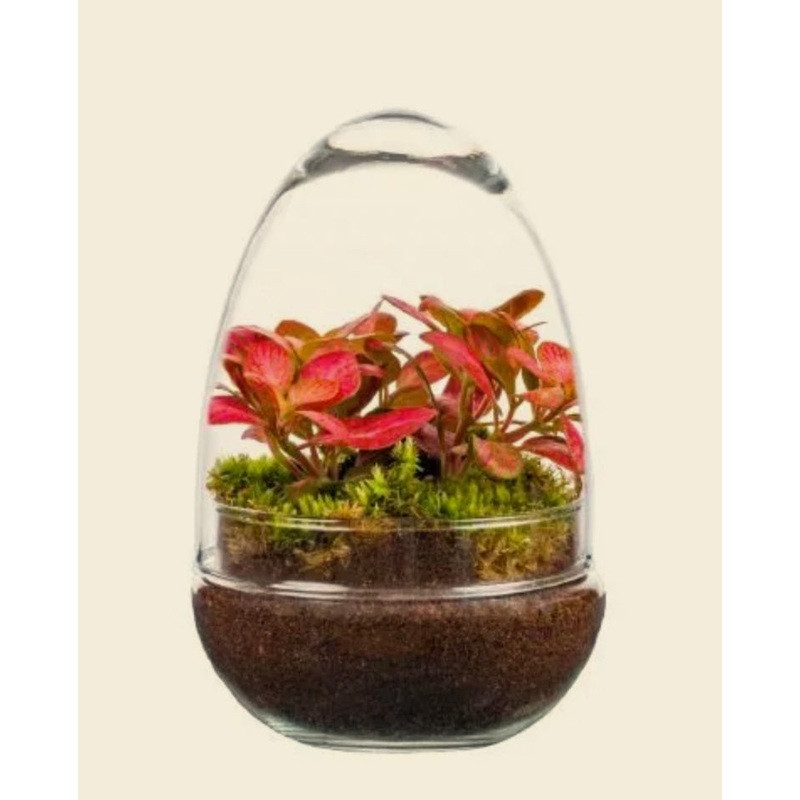 Egg terrarium