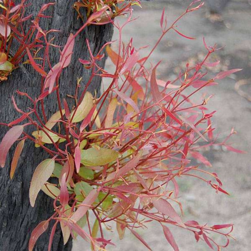 Eucalyptus Urograndis, Urograndis – 0.5 kg Seeds