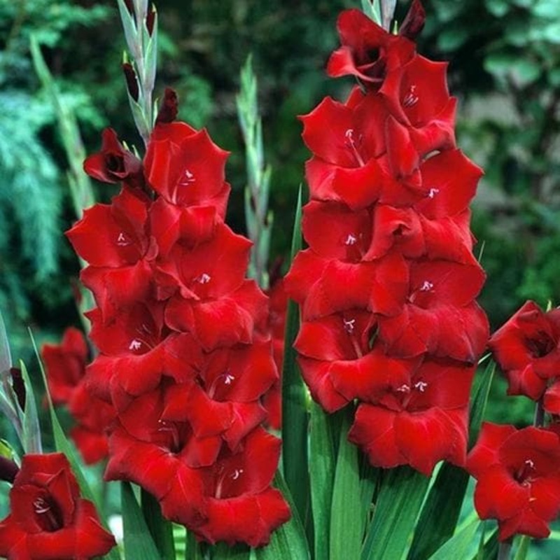 Gladiolus Oscar (Red) – Bulbs (set of 10)