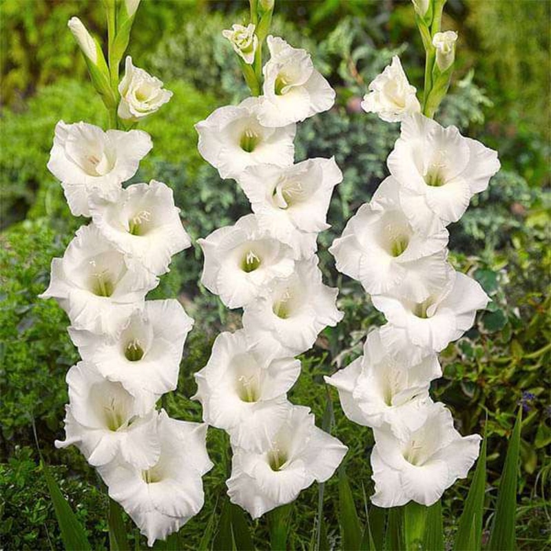 Gladiolus White Prosperity (White) – Bulbs (set of 10)