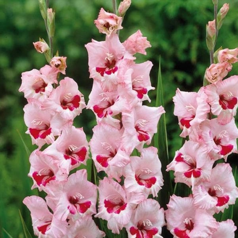 Gladiolus Wine Roses (Pink, Red) – Bulbs (set of 10)