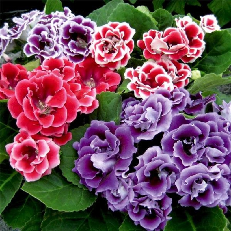 Gloxinia (Mix Colors) – Bulbs (set of 5)