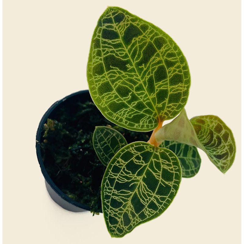 Jewel Orchid Macodes