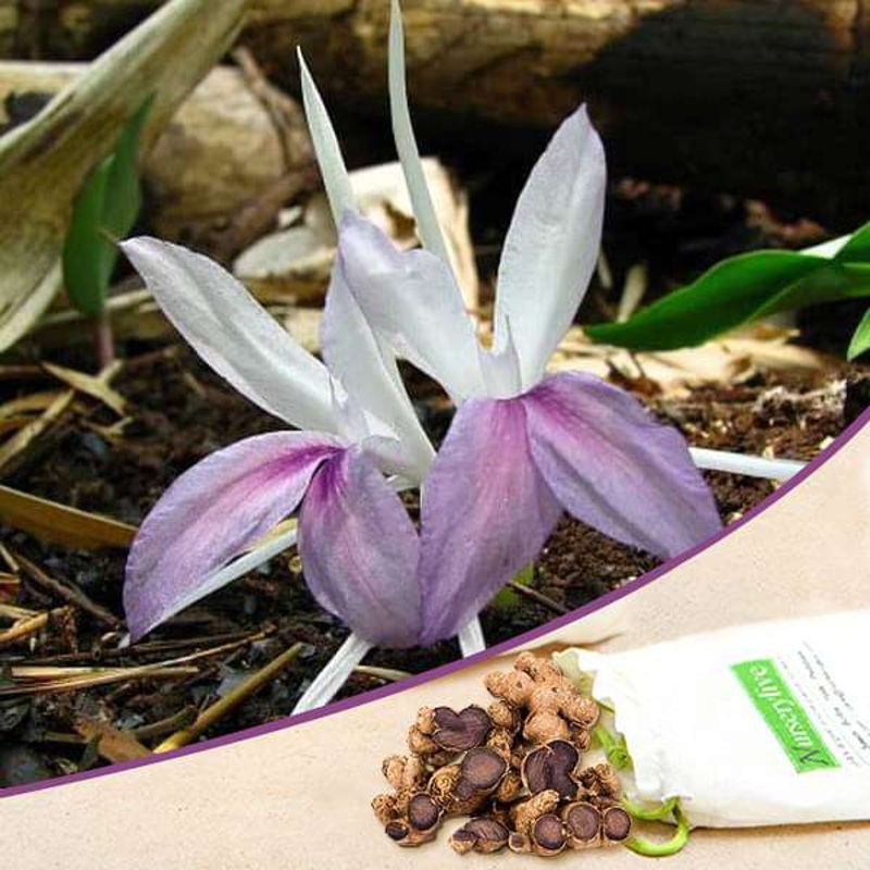 Kaempferia Rotunda (White, Purple) – Bulbs (set of 10)
