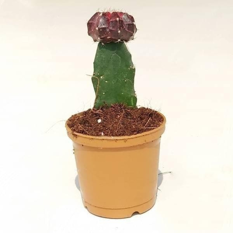 Moon Cactus (Grafted, Maroon) – Cactus Plant
