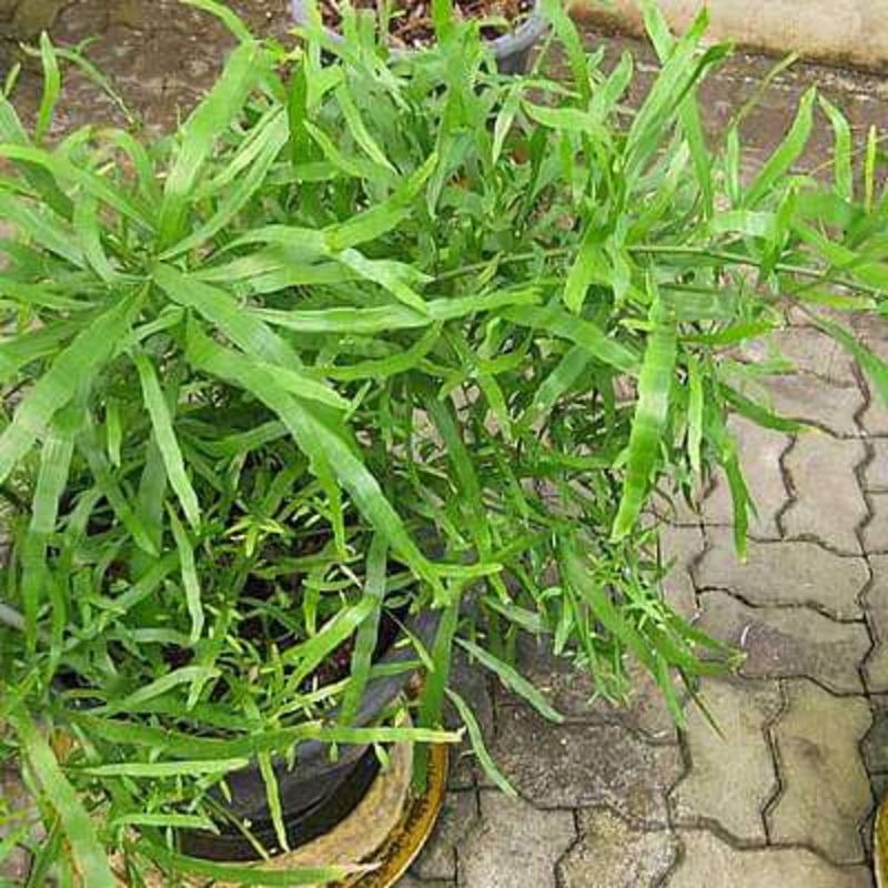 Muehlenbeckia platyclada – Plant