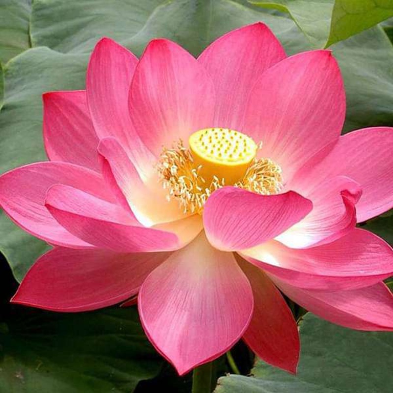 Nelumbo Nucifera, Lotus ( Mix Colors) – 0.5 kg Seeds