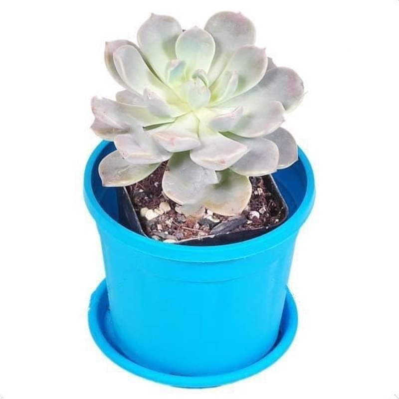 Pachyveria scheideckeri – Succulent Plant
