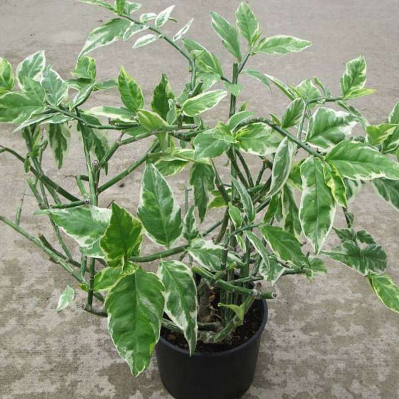 Pedilanthus, Euphorbia tithymaloides (Variegated) – Succulent Plant
