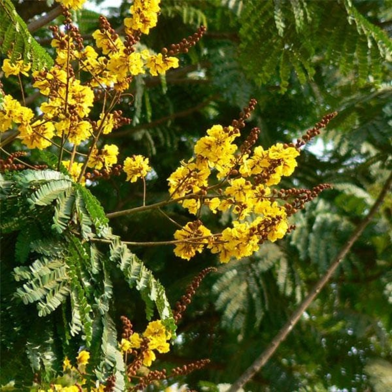 Peltophorum Ferrugineum, Peela Gulmohar – 0.5 kg Seeds