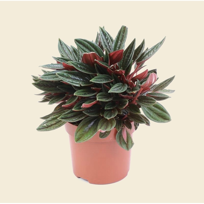 Peperomia Rosso