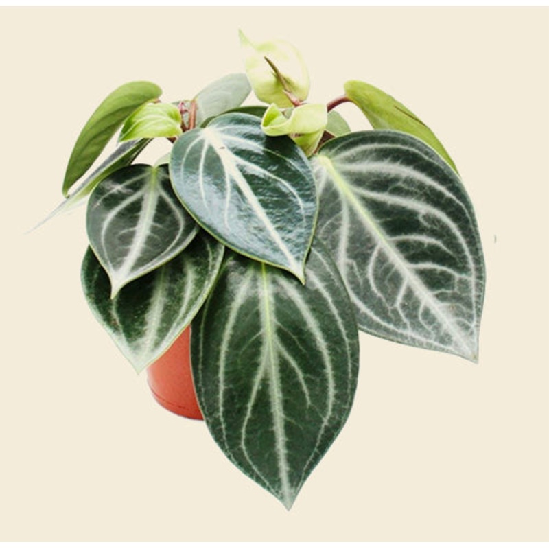 Peperomia Sarcophylla