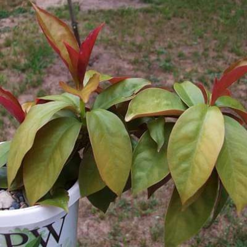 Pereskia godseffiana – Plant