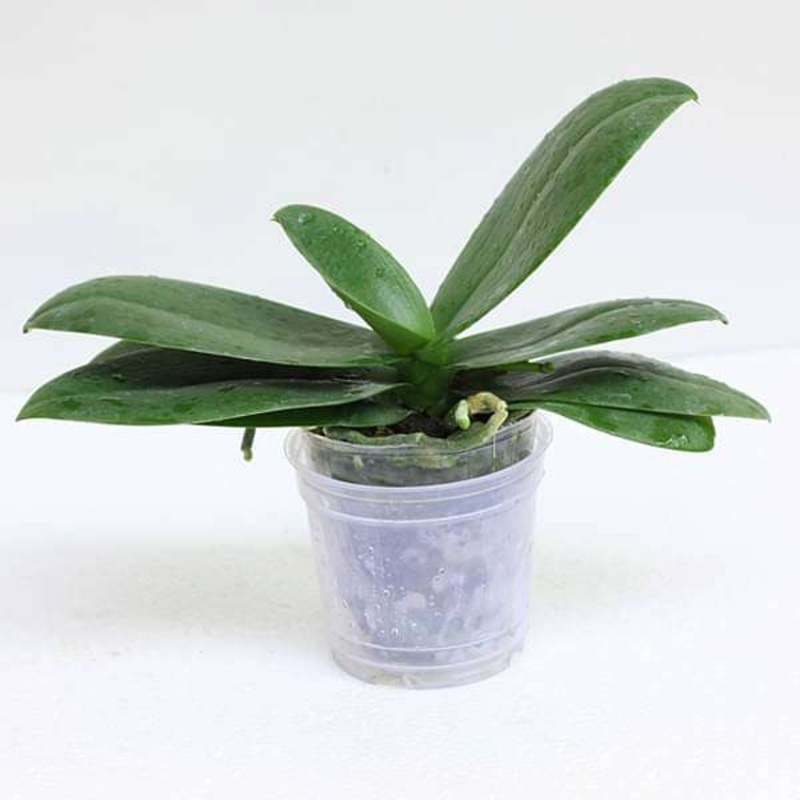 Phalaenopsis Orchid (Mature Blooming size, Any color) – Plant