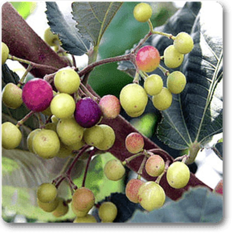 Phalsa, Falsa,Grewia asiatica – Plant