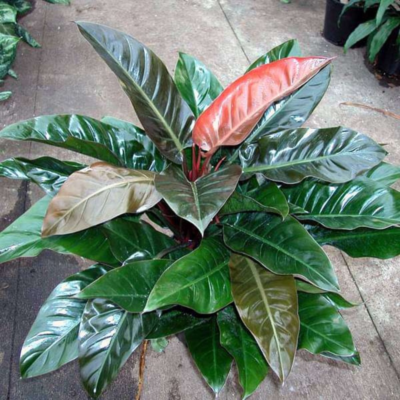 Philodendron Red – Plant