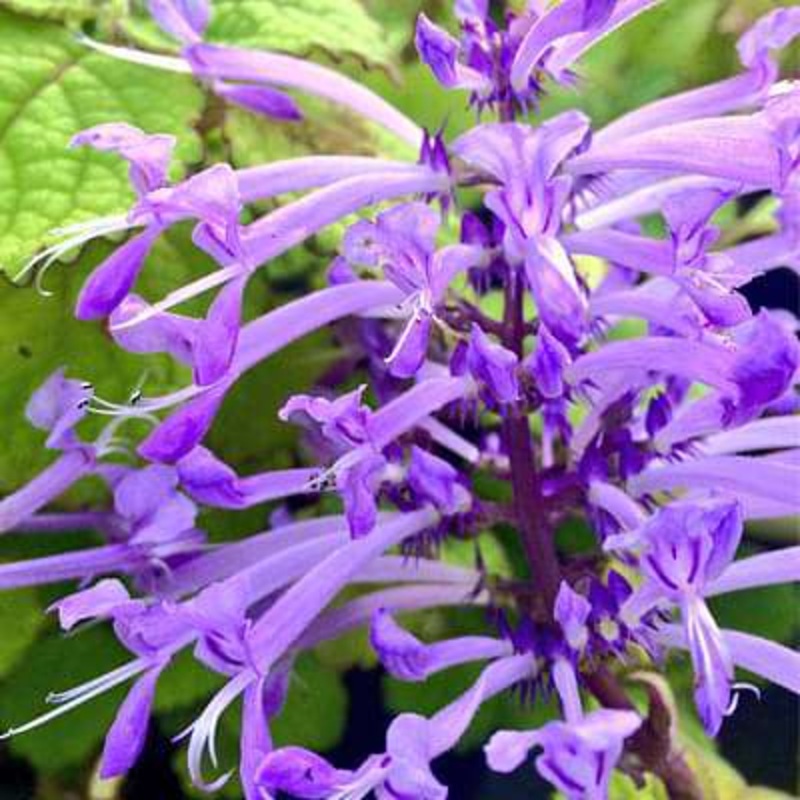 Plectranthus ambiguus – Plant