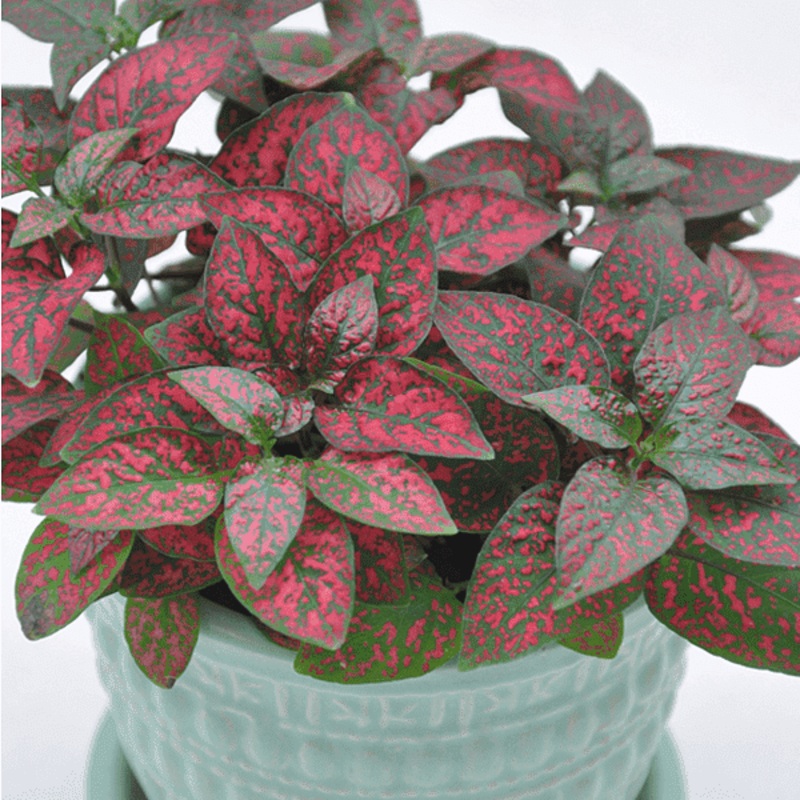 Polka Dot Plant, Hypoestes – Plant