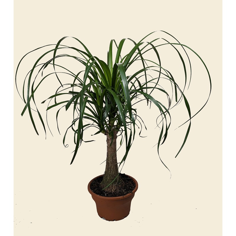 Ponytail Palm
