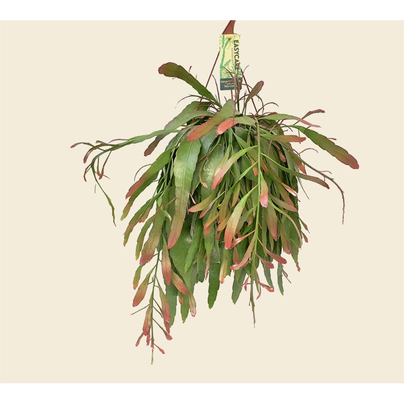 Pseudorhipsalis Ramulosa