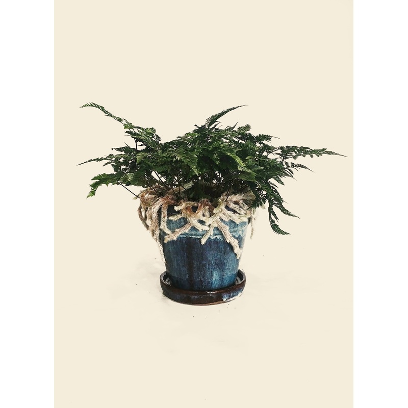 Rabbit’s Foot Fern