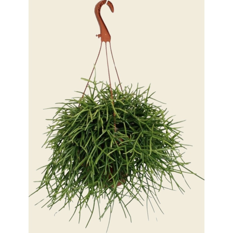 Rhipsalis Pulchra