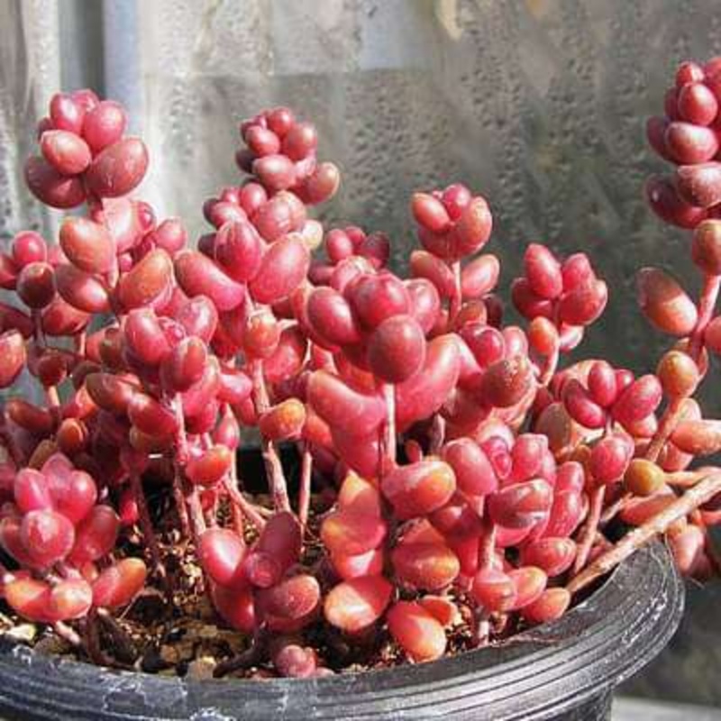 Rivina humilis – Plant