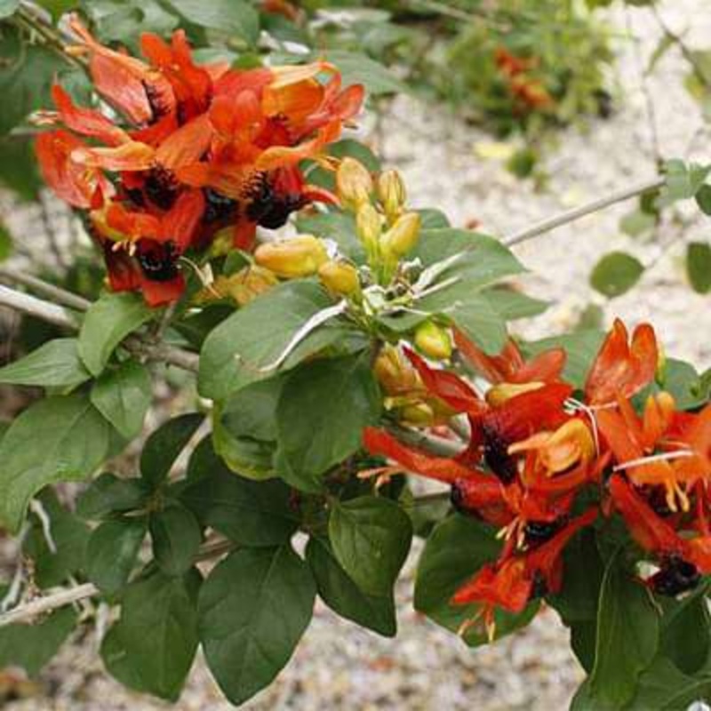 Ruttya fruticosa – Plant
