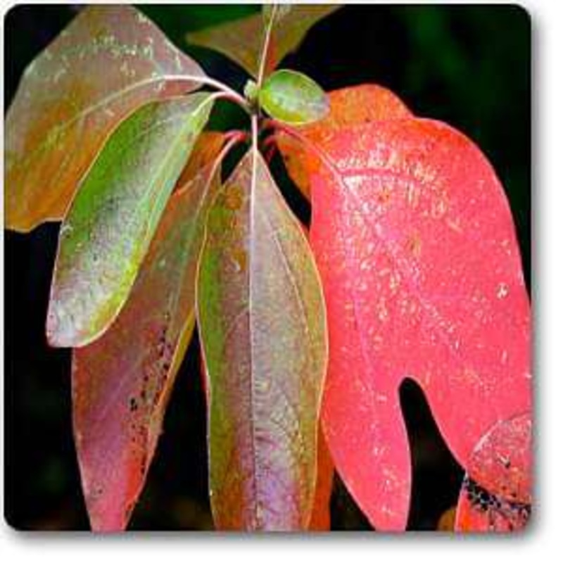 Sassafras variifolium – Plant