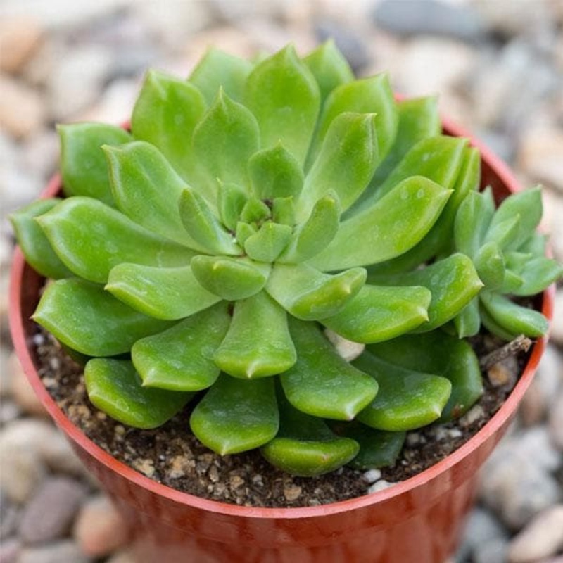 Sedeveria Green Rose – Succulent Plant