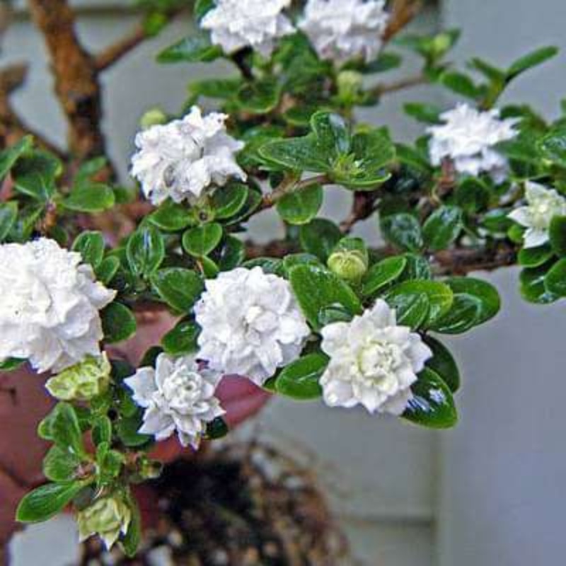 Serissa foetida double – Plant