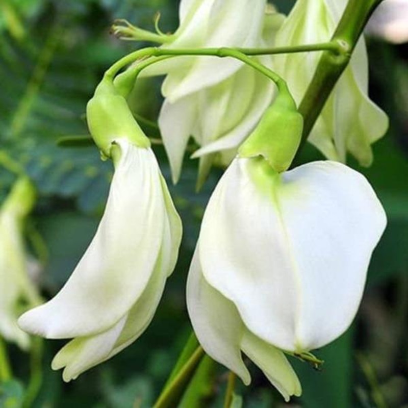 Sesbania Grandiflora, Hummingbird Tree – 0.5 kg Seeds