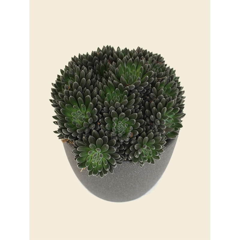 Sinocrassula yunnanensis