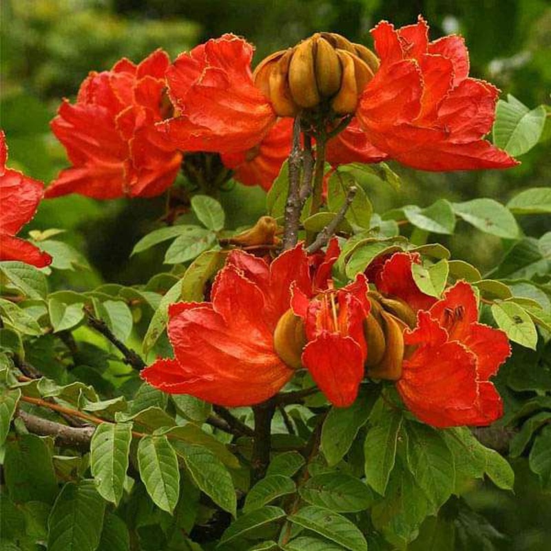 Spathodea Campanulata, African Tuliptree – 0.5 kg Seeds