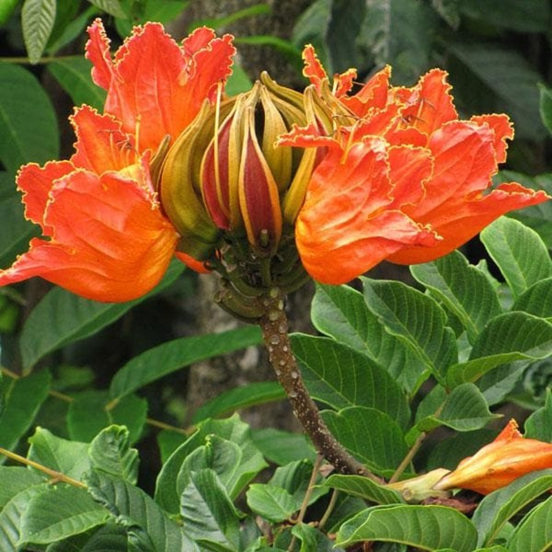 Spathodea Campanulata, Fountain Tree – Plant