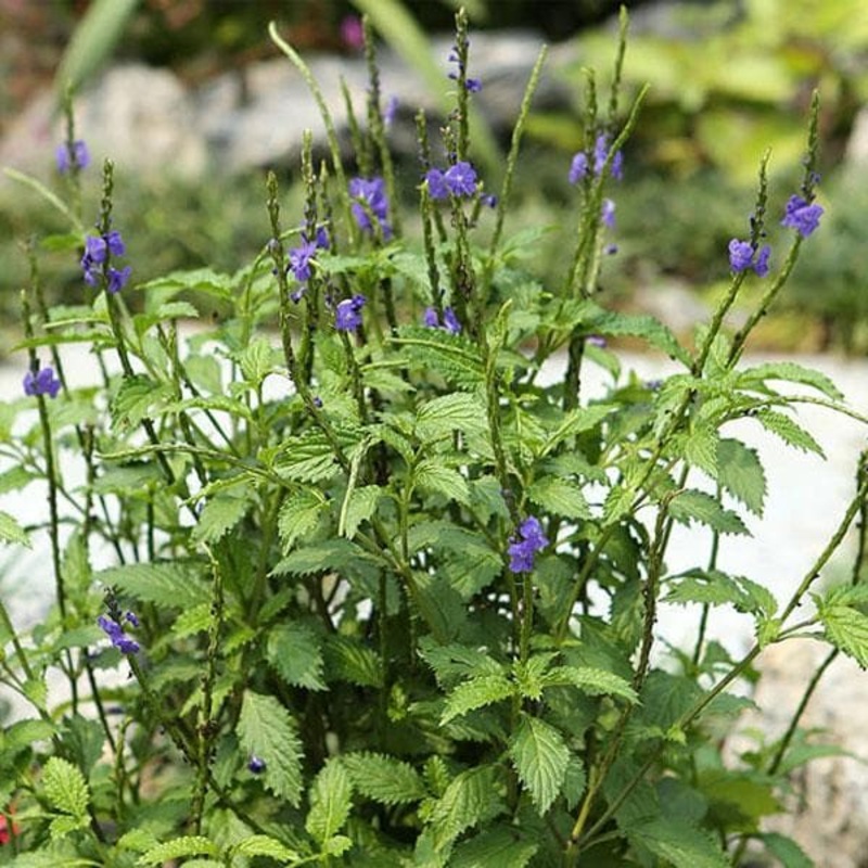 Stachytarpheta (Any Color) – Plant