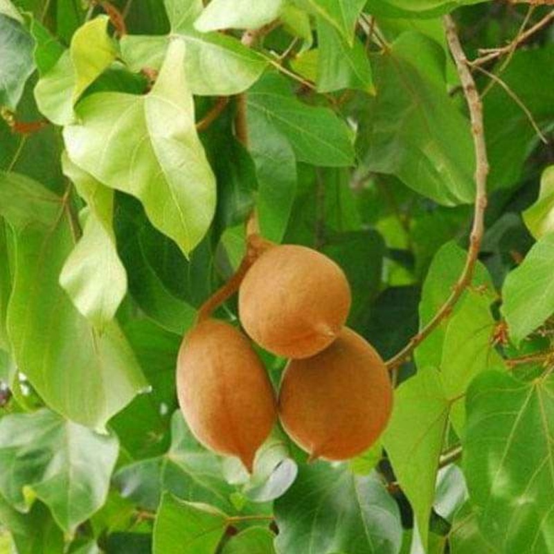 Sterculia Alata, Buddha Coconut – 0.5 kg Seeds