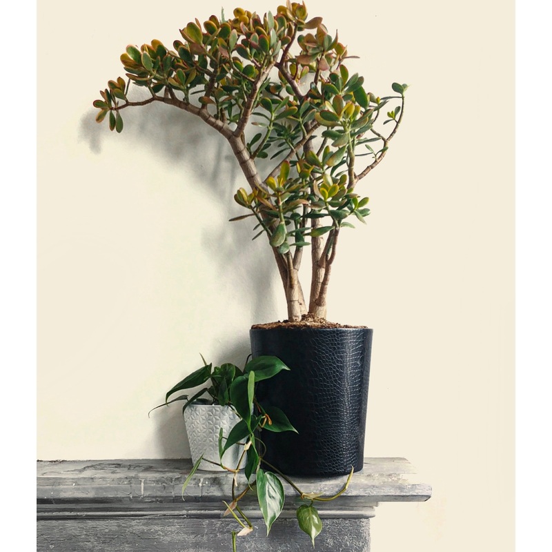 Sunset Jade Plant (Collection only)