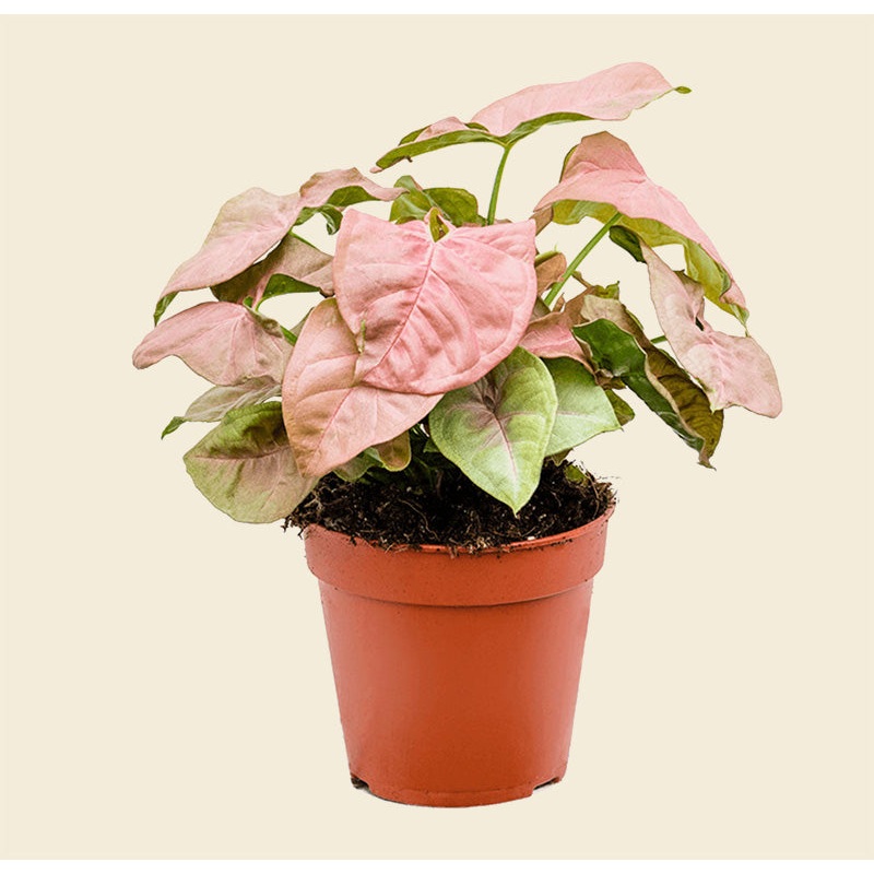 Syngonium Neon Robusta