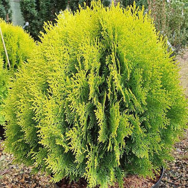 Thuja Compacta – 0.5 kg Seeds